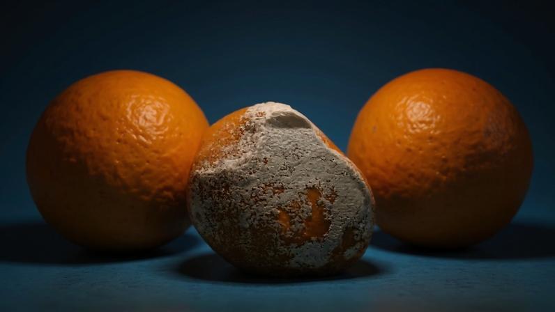 Pesquisadores brasileiros apontam alternativas sustentáveis contra o mofo azul nas frutas
