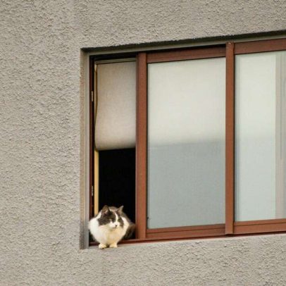 Por que as pessoas param para acariciar gatos que cruzam o caminho