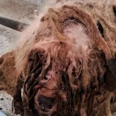 Caso Scooby: decisão inédita reforça proteção animal e combate aos maus-tratos