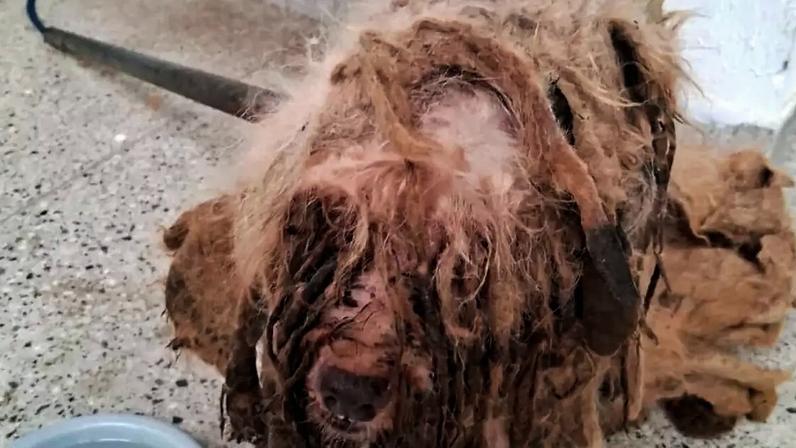 O resgate de Scooby foi ocorreu em 2025 e ele estava em estado grave de abandono, com anemia, infestação de pulgas e carrapatos, miíase e outras complicações de saúde – Reprodução/Redes Sociais