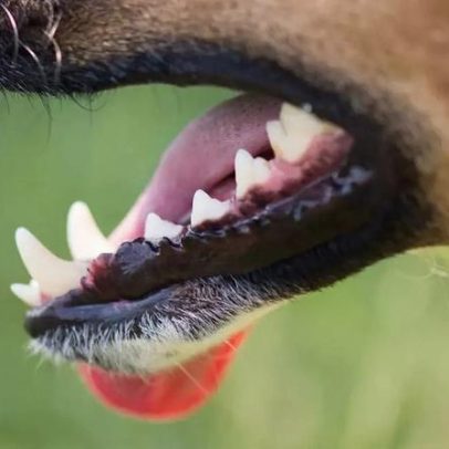 Mau hálito em cães e gatos pode indicar doenças graves, alertam veterinários