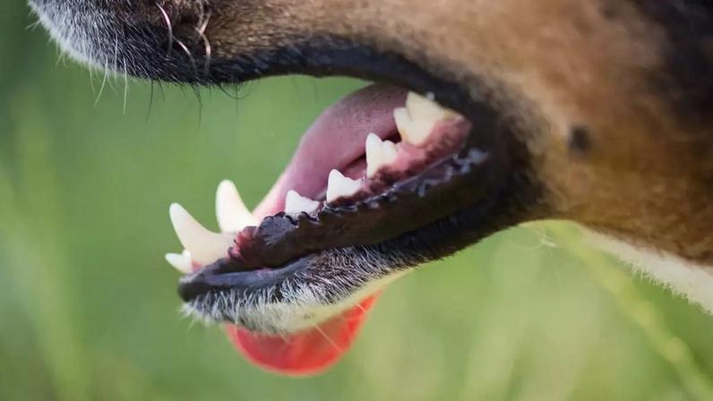 A saúde bucodental de cães e gatos tem ganhado cada vez mais atenção em clínicas e hospitais veterinários, especialmente porque muitos dos problemas na boca não são percebidos logo no início – depositphotos.com / loriklaszlo