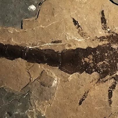 Fóssil no Reino Unido pode pertencer a escorpião gigante de 415 milhões de anos