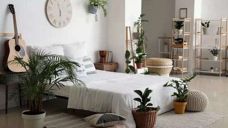 Apesar do mito popular, estudos mostram que dormir com plantas no quarto não representa risco para a saúde