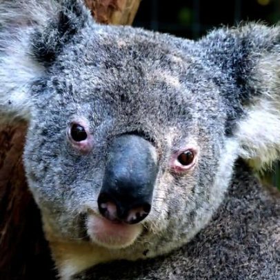 Austrália tem verba para proteger a natureza, mas não a utiliza, diz especialista