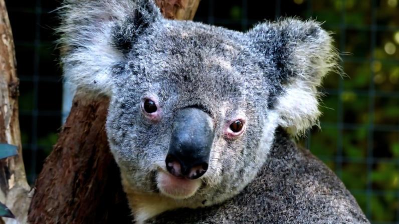 Austrália tem verba para proteger a natureza, mas não a utiliza, diz especialista