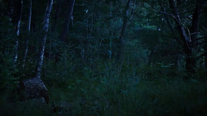 Ambientes naturais e com pouca iluminação favorecem a presença de vagalumes