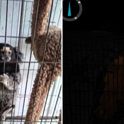Arara, bugio e outros animais resgatados de cativeiro irregular em Porto Alegre