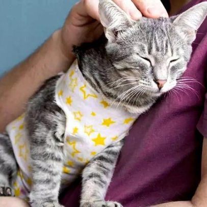 Como fazer carinho em gatos de forma eficaz e encantar seu animal