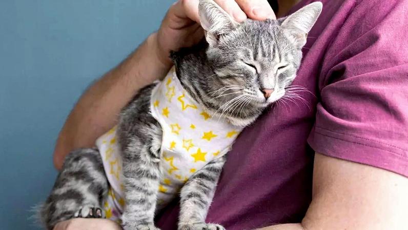 Veja como fazer carinho no seu gato da forma correta