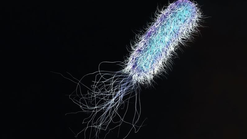 A Pseudomonas aeruginosa é um indicador importante de falhas em processos de higienização e controle de qualidade – depositphotos.com / katerynakon