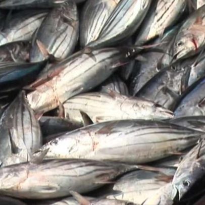 UE avalia retomar compras de pescados do Brasil