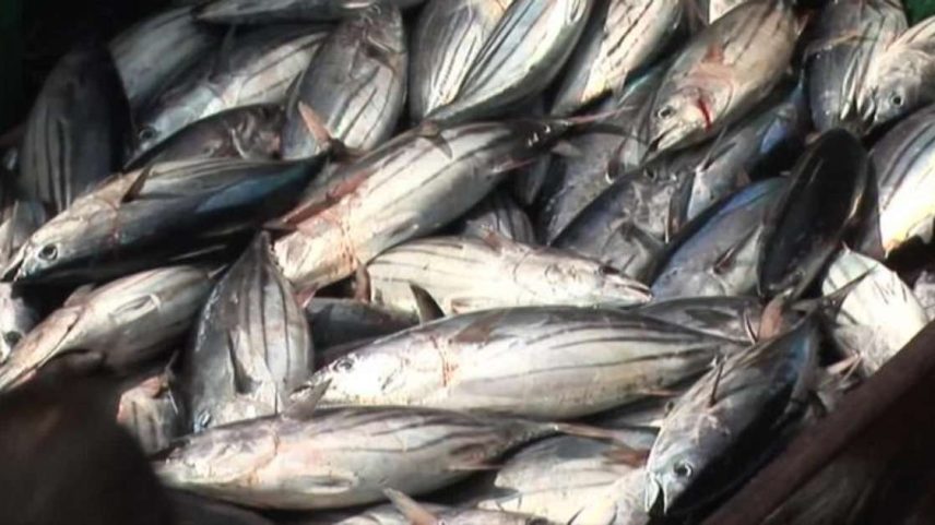 Pesca de atum. UE é concorrente do Brasil no setor