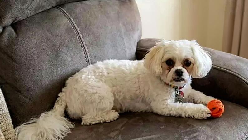 Cadela Lillie Ann ajudou vizinha / Crédito: WSAW