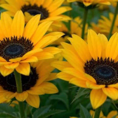 Girassóis: como as flores acompanham a luz do sol