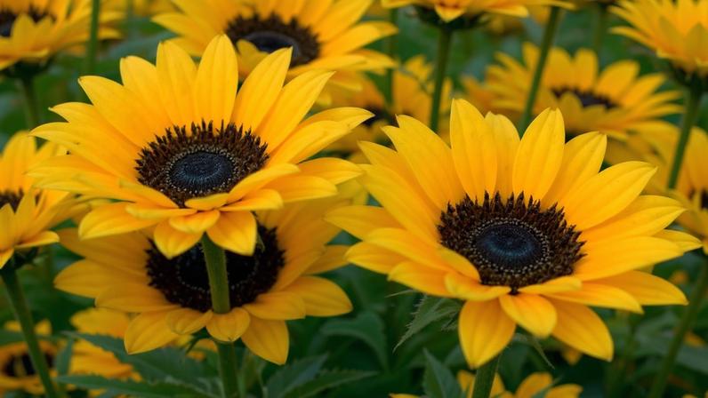 Girassóis: como as flores acompanham a luz do sol