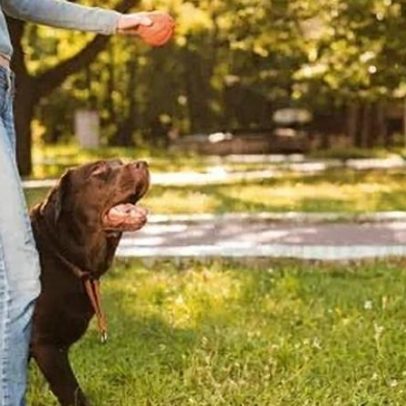 Cães entendem os humanos mais do que se imagina, comprovam pesquisas