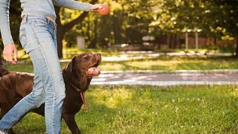 Mapeamentos cerebrais comprovam que cachorros separam o vocabulário da entonação humana.