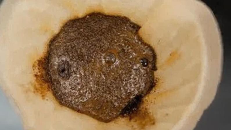 Borra de café despejada no ralo é um dos truques de limpeza mais populares nas redes sociais, mas pode agravar entupimentos, segundo especialistas.