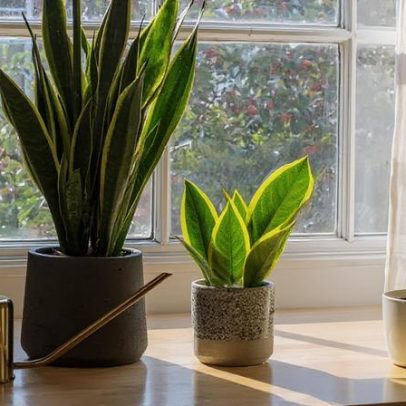 Ter plantas em casa faz bem: conheça os benefícios