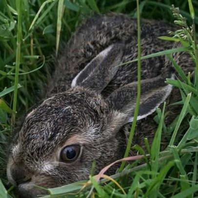 The Leveret, de Anna Goldreich, aborda a cura do luto pela perda de bebê