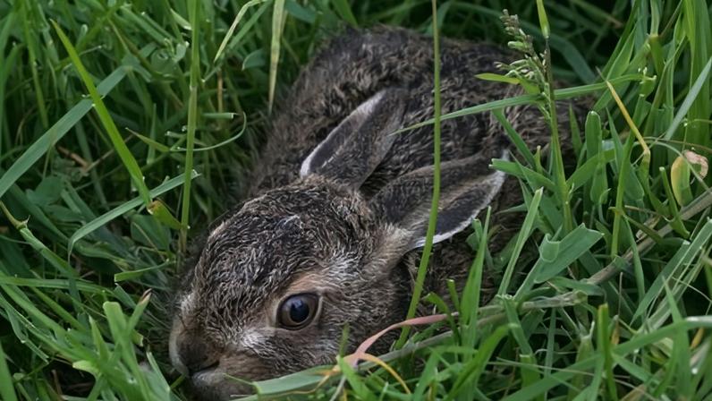 The Leveret, de Anna Goldreich, aborda a cura do luto pela perda de bebê