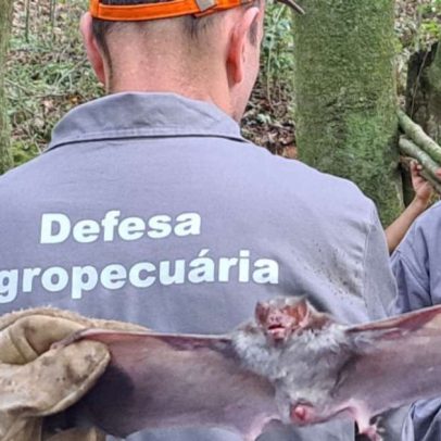 RS emite alerta de raiva de herbívoros em São Francisco de Paula e Caraá