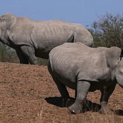 Homens sul-africanos condenados no caso de tráfico de chifre de rinoceronte