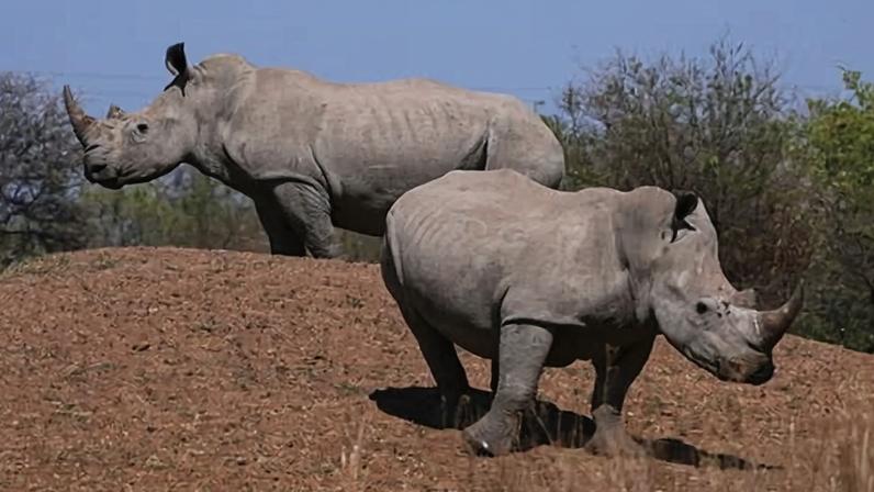 Rhinos at a game reserve near Hammanskraal in South Africa.