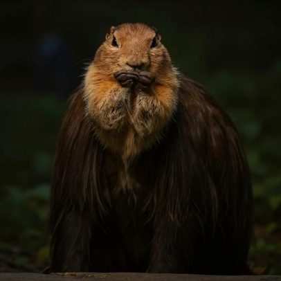 Cocô fossilizado de 700 mil anos indica que esquilos comiam mamutes