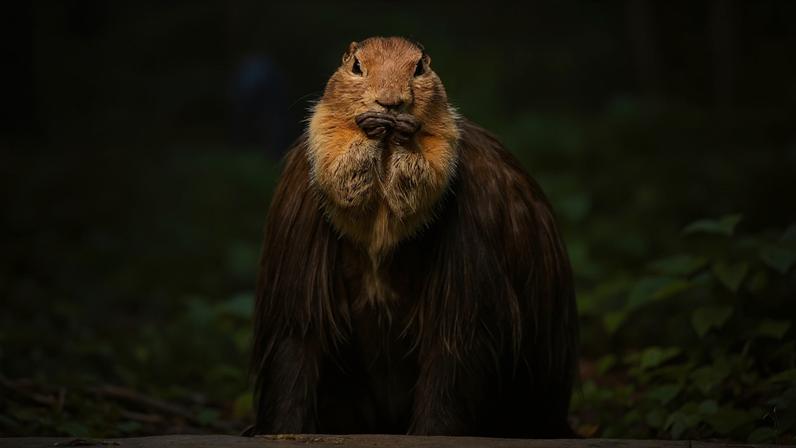 Esquilo-terrestre marrom com patas escuras perto da boca, à esquerda. À direita, um mamute lanoso com presas grandes e curvadas, em um cenário de montanhas e céu azul