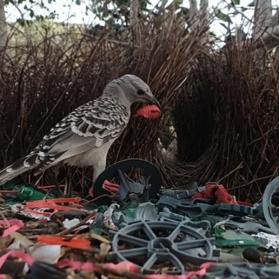 Pássaros usam lixo humano como decoração para atrair parceiras