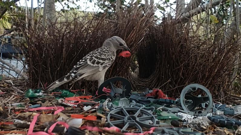 Um pássaro cinza com manchas brancas e pretas nas asas segura um pedaço de plástico vermelho no bico, em meio a um ninho feito de galhos e lixo plástico colorido, como tampas e engrenagens, sob a luz do sol