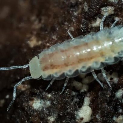 Estudo revela animal marinho reduz metabolismo e fica anos sem alimento