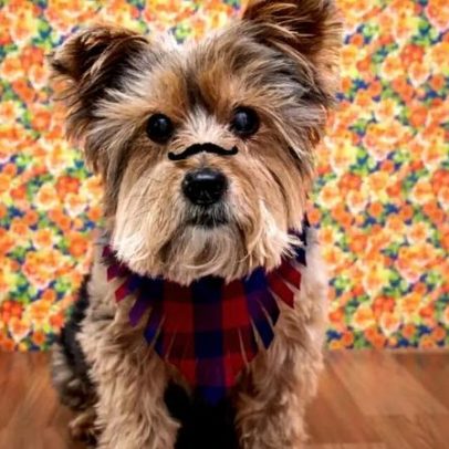 Festa junina: alimentos e bebidas típicos podem ser perigosos para cães e gatos