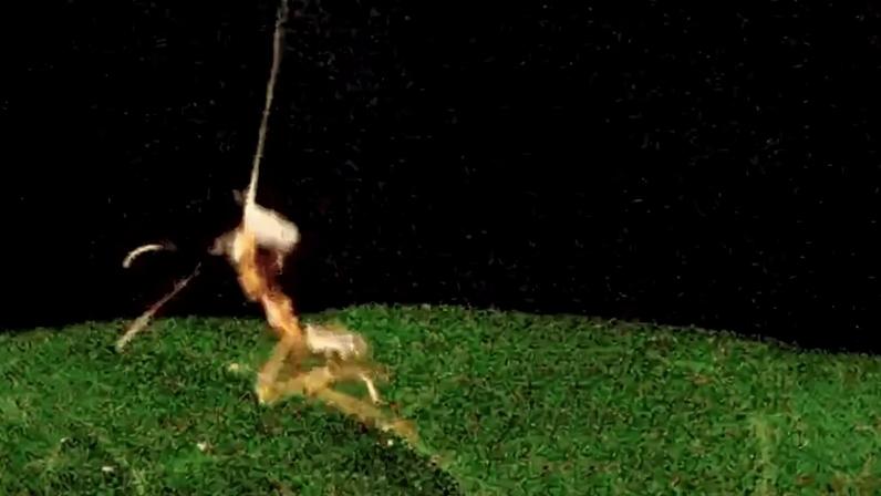 Duas imagens lado a lado mostram uma aranha pendurada por um fio de teia, capturando uma formiga. Na primeira, a aranha está no alto, com a formiga presa no fio. Na segunda, a aranha desce rapidamente em direção à formiga, que está mais próxima de uma superfície verde. O fundo é escuro.