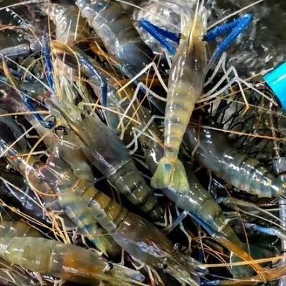 Camarão asiático invasor ameaça biodiversidade em áreas protegidas do Brasil