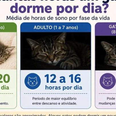 Quantas horas um gato dorme por dia e o que é normal em cada fase