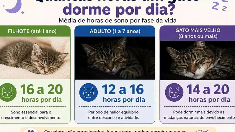 Quantas horas um gato dorme por dia
