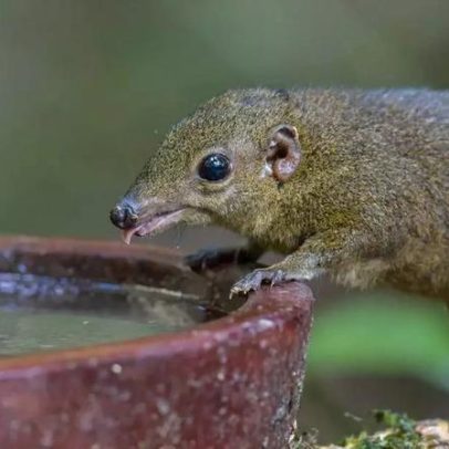 Por que existem poucos mamíferos venenosos na natureza