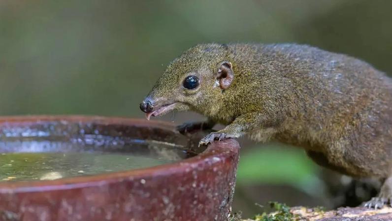 Pequenos mamíferos insetívoros que produzem saliva com toxinas.