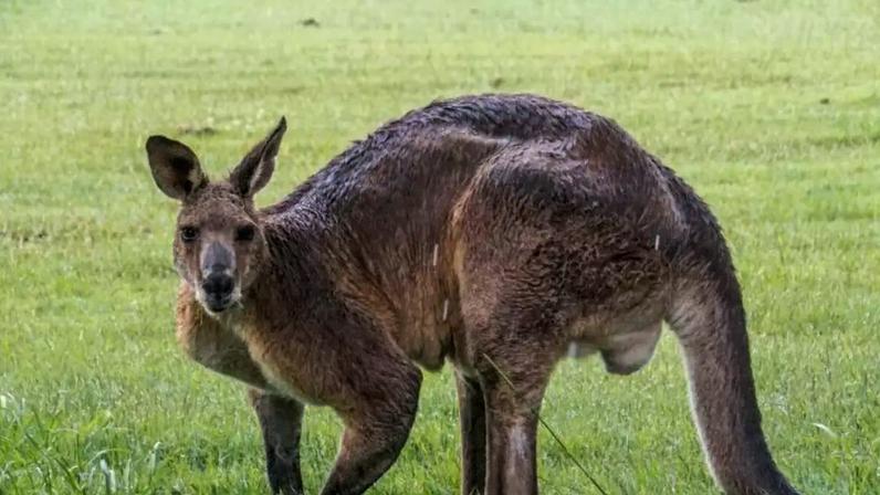Estudo identifica causa da extinção dos cangurus-gigantes