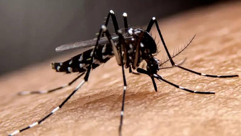 Até 30 de maio, o Brasil teve redução de 97% nas mortes por dengue