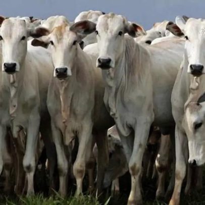 Pecuaristas contestam veto da UE à carne brasileira e pedem solução