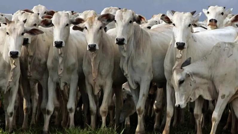 Carne bovina brasileira não poderá entrar nos países da União Europeia a partir de setembro