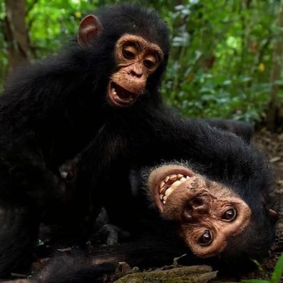 Riso humano e de macacos tem origem comum há 15 milhões de anos, aponta estudo