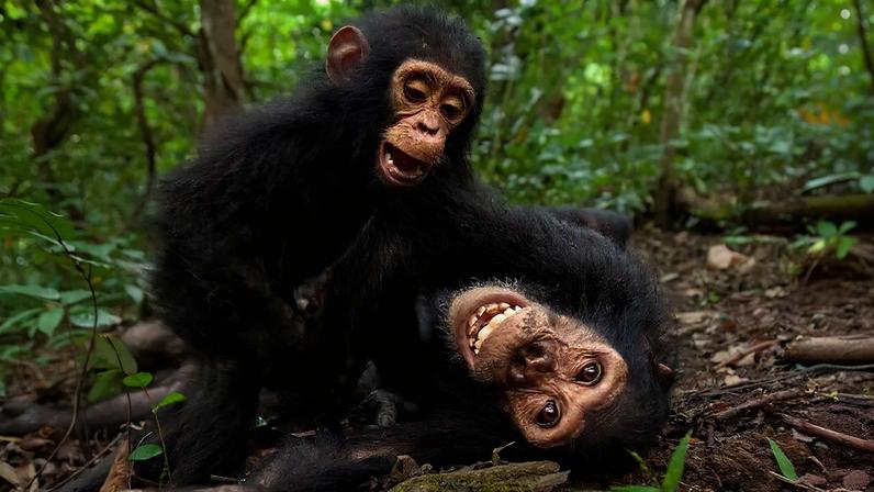 Dois chimpanzés jovens brincam na floresta, um deitado de costas com a boca aberta e dentes à mostra, e outro sobre ele, com a boca também aberta, em um momento de diversão e interação. O fundo é composto por folhagem verde e solo com folhas secas