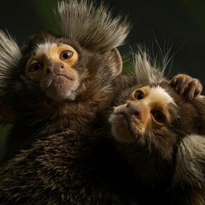 Casais de saguis aprendem a imitar vocalizações dos parceiros, aponta estudo