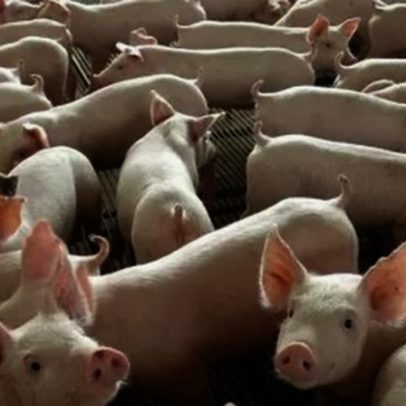 Exportação de carne suína atinge recorde em maio