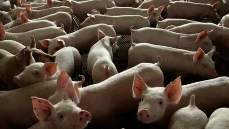 Segundo a ABPA, Brasil deve se tornar o terceiro maior exportador de carne suína do mundo